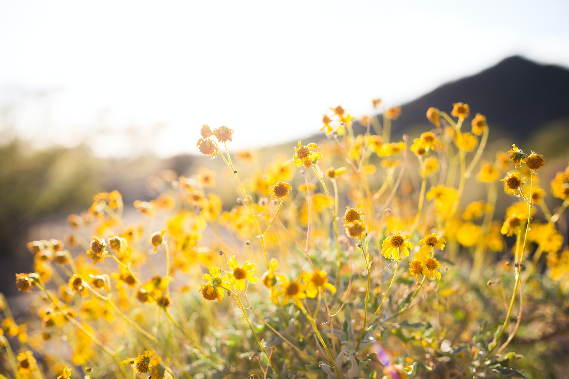 Smells Like Summer