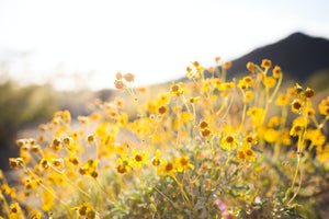 Smells Like Summer