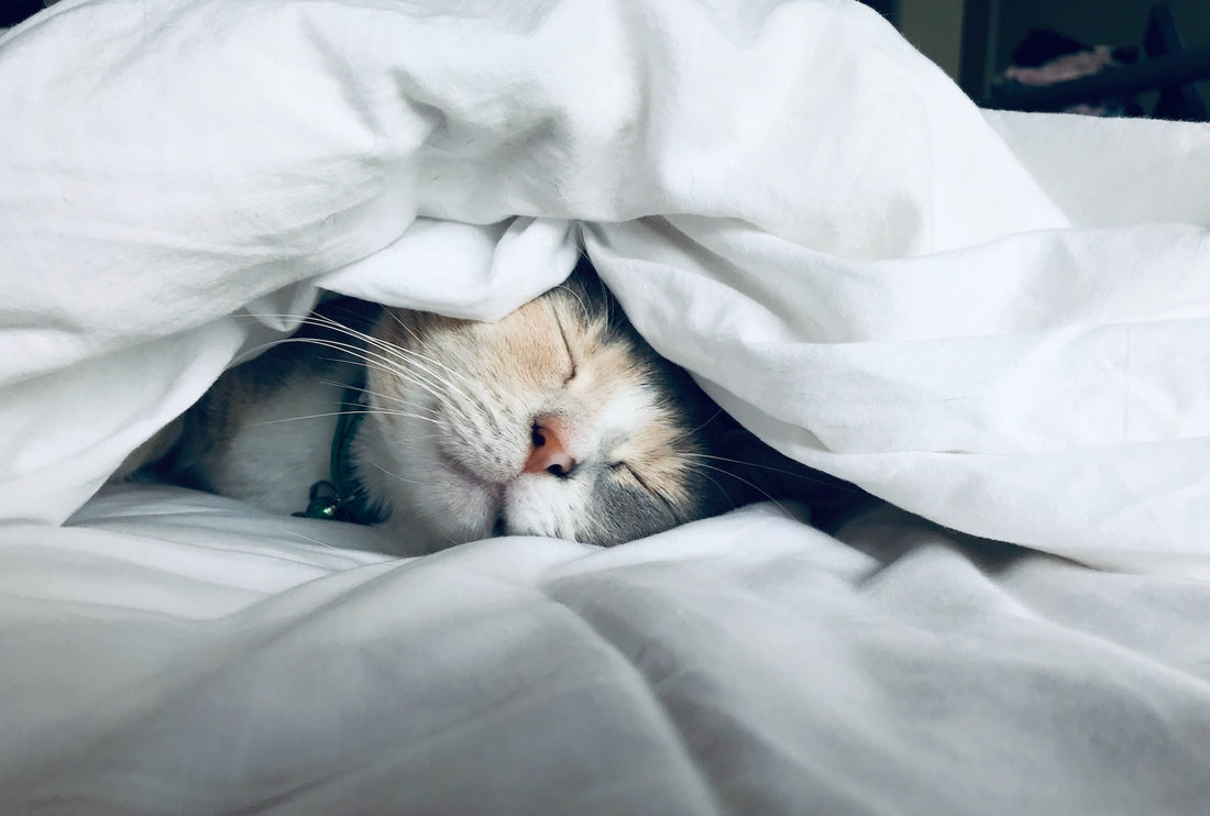 World Sleep Day - 18th March 2023