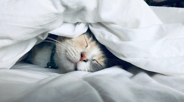 World Sleep Day - 18th March 2023