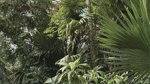 Green Diffusers