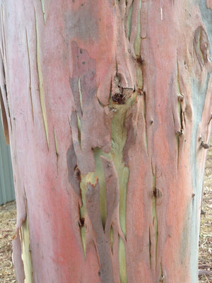 Wood Candles - Apsley Australia