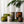 Load image into Gallery viewer, Amber &amp; Verdant Hinoki Apiary Candles 
